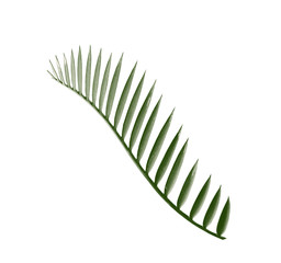 green palm leaf isolated on white background with clipping path