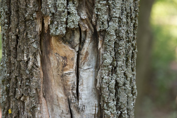 Tree Trunk With Crust Falling Of