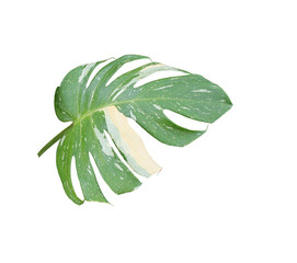 green palm leaf isolated on white background with clipping path