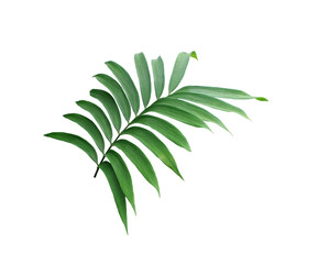 groen blad van palmboom die op witte achtergrond wordt geïsoleerd