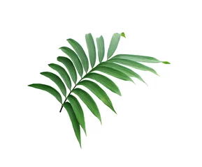 Foto op Plexiglas Monstera groen blad van palmboom die op witte achtergrond wordt geïsoleerd