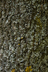 Tree Trunk With Moss Texture