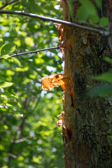 Tree Crust Falling Of In The Woods 