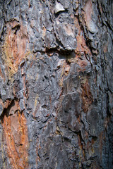 Rough Tree Crust Texture
