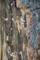 Colorful Tree Crust Texture