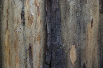 Obraz premium Beautiful Tree Crust Texture