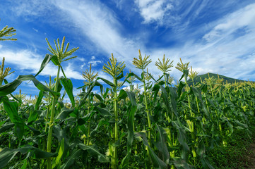 【青森県弘前市岩木山麓】岩木山麓は嶽きみの花が満開