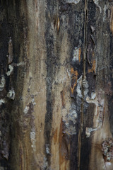Tree Trunk Texture Detail 