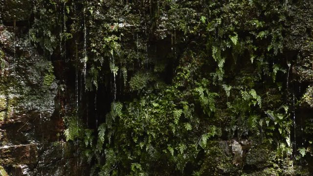 コケシノブ科のシダの生えた崖を伝う湧き水