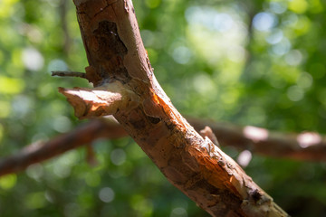 Tree Branch On Forest Background