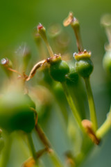 Little Green Plants Macro Detail