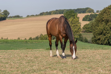 grasendes Pferd im Sommer