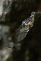 Tree Crust Macro Detail