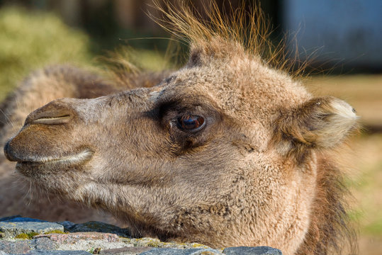 portrait of a camel close-up
