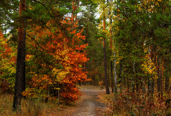 walk in the autumn forest. autumn colors. melancholy. autumn mood,