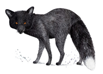 Silver fox, black fox. Watercolor illustration.
Silver-black fox or silver fox. Illustration for a book about animals, for printing on fabrics, in magazines, etc.