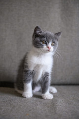 The lovely British cat kitten