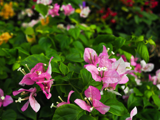 beautiful bougainvillea blooming in the garden