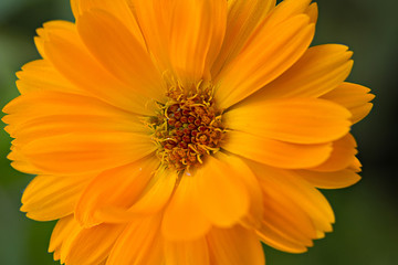 marigold  calendula flower on a green background