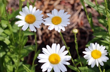 The white and yellow daisies in the garden on a sunny day.