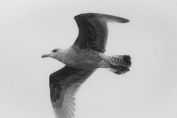goéland vole seul en noir et blanc sur fonds blanc