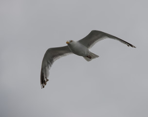 oiseau goéland en vol sur fonds de ciel gris