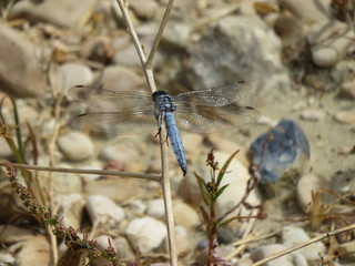 Libellula