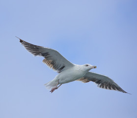 oiseau goéland seul en vol dans le ciel bleu