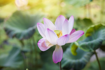 An Asian Lotus is Surrounded by Buds, Seed Heads, and Huge Leaves.