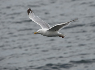 Fototapeta na wymiar oiseau goéland sur le poin d'attérir sur la mer