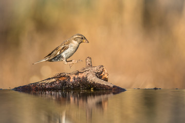 Sparrow