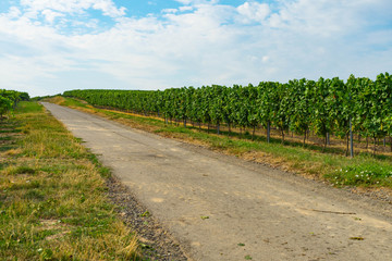 Obraz premium Traubenernte verschmutzte Fahrbahn Feldweg