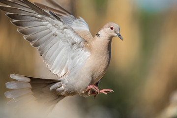 Dove