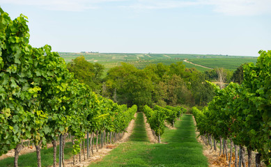 Fototapeta na wymiar Weinreben im Vordergrund, Bäume im Hintergrund Sommer