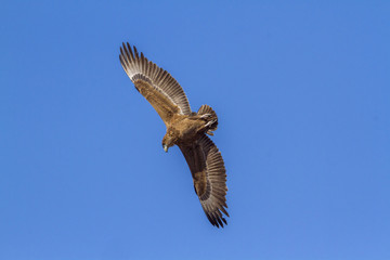 Bateleur Eagle in Kruger National park, South Africa ; Specie Terathopius ecaudatus family of Accipitridae