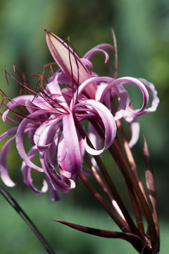 Sydney Australia, showy pink flowers of crinum menehune bulb