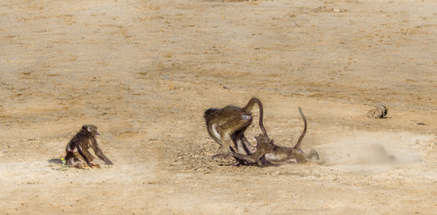 Chacma baboon in Kruger National park, South Africa