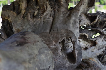 平谷の古木