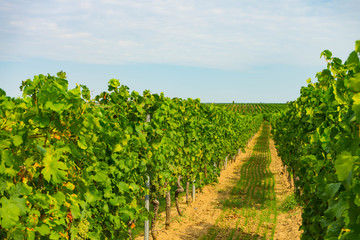 Fototapeta na wymiar Weintrauben an Rebstöcken im Sommer vor der Traubenlese