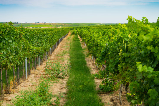 Weinreben in Rheinhessen im Sommer blauer Himmel