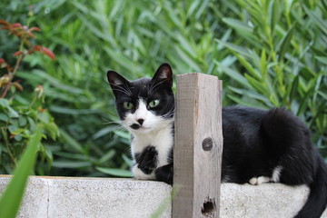 chat noir et blanc