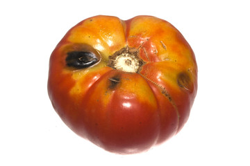 tomato isolated on white background