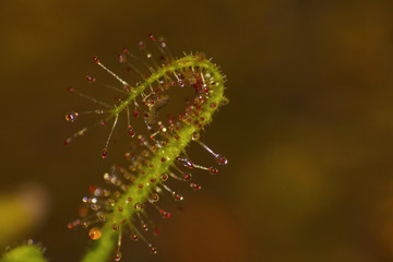 Drossera indica an insectivorous plant catching a fly, Kaas, Maharashtra, India