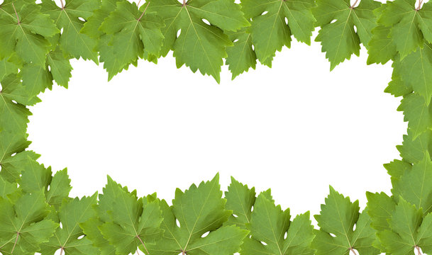 Green grape-leaf with clipping path isolated on white background.