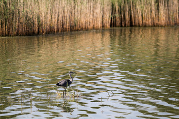 héron juvénile sur phragmites 