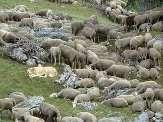 Troupeau de b&ecirc;tes