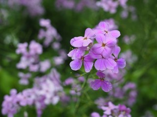 Fototapeta premium Purple Wildflowers