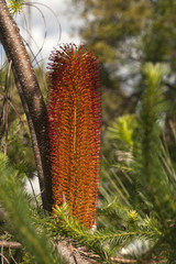 Sydney Australia, Banksia ericifolia or heath banksia flower cone