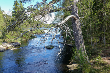 Fototapeta na wymiar River and rapids of Koitelinkoski in Oulu, Finland. Summer scenery.