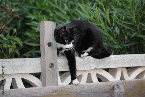 Petit Chat Noir Et Blanc Sur Une Barrière Stock Photo And